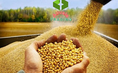 واردات سویا از چین