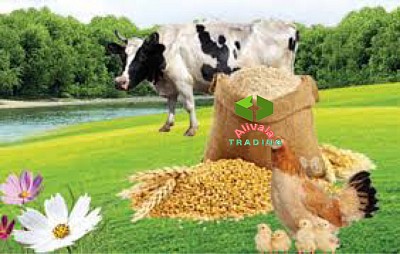 واردات خوراک دام از چین و دبی
