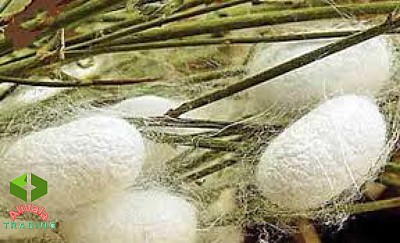 واردات ابریشم از چین و دبی